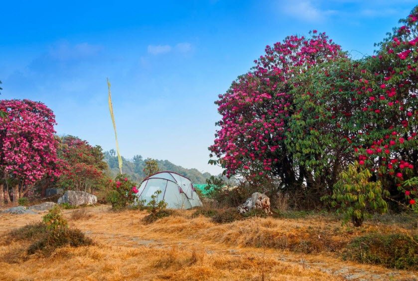 Varsey Rhododendron Sanctuary